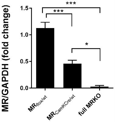 Sex-Dependent Modulation of Acute Stress Reactivity After Early Life Stress in Mice: Relevance of Mineralocorticoid Receptor Expression